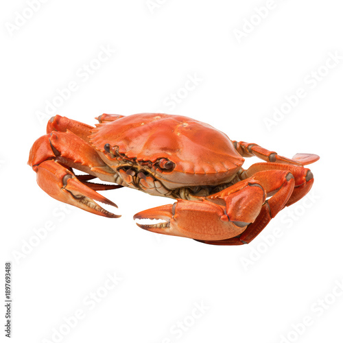 a whole, glossy, orange-red steamed crab with massive claws, isolated on a seamless transparent studio background with high-key lighting and crisp macro detail, emphasizing luxury seafood culinary