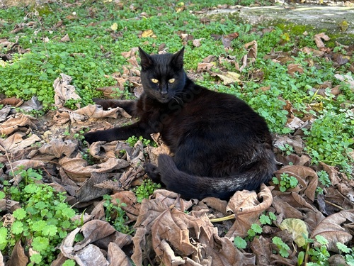 Canvas Print A black cat sits on ground in a garden
