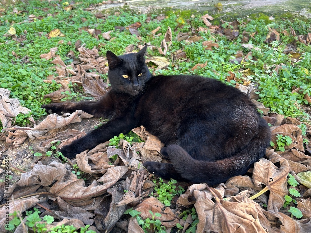 Fototapeta premium A black cat sits on ground in a garden