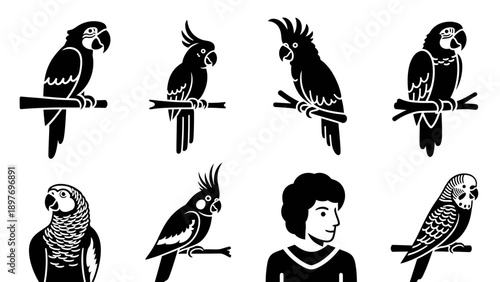 Set of Parrot Silhouettes: Cockatoo, Macaw, Budgie and Person Icon
