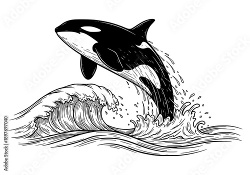 Stunning orca whale jumping out of ocean waves