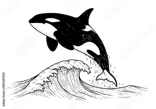 Majestic orca jumping out of ocean wave in dynamic motion