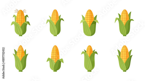 Collection of Fresh Corn Cobs with Green Husks