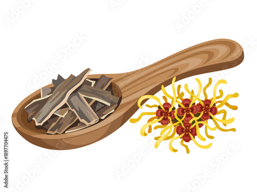 Illustration of witch hazel bark on a wooden spoon, with witch hazel flowers, isolated on a white background.