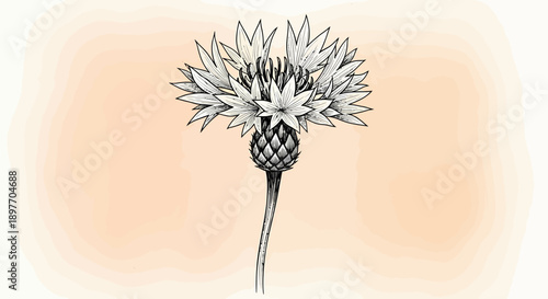 A detailed illustration of a thistle flower, viewed from the front, with intricate details and shading