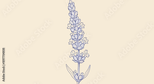 A delicate lavender flower illustration in a minimalist style from a direct viewpoint.