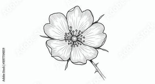 A delicate black and white illustration of a flower with petals and stamens viewed from the front