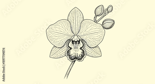 An elegant illustration of a flower, orchid, isolated on a simple background, viewed from the front.