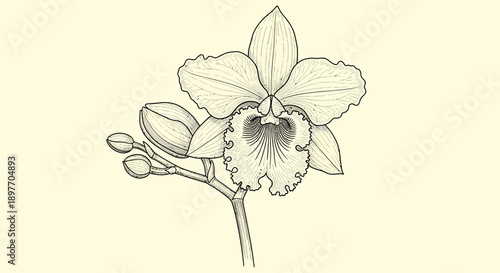 Illustration of a delicate flower with petals and buds in a simple line art style