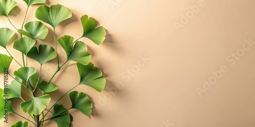 Wallpaper Mural Serene Ginkgo Biloba Leaves Arranged on a Pale Beige Background, Ideal for Wellness or Botanical Designs Torontodigital.ca