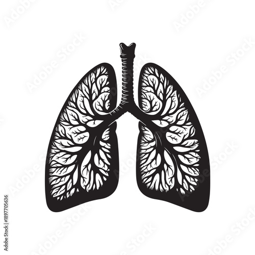 human lungs vector illustration