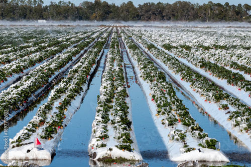 Farm fields in Clermont, Florida, were covered in mounds of ice after farmers used irrigation systems to protect strawberry plants and crops. Freezing temperatures required icing to protect the crops.