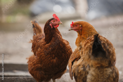 Slika na platnu Brown farm chickens looking at another hen