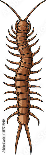 Detailed brown centipede insect vector illustration isolated on white background for biology education, nature study, and creepy crawler wildlife design