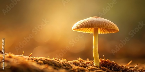 Wallpaper Mural Golden Hour Fungus A Single Mushroom Illuminated by Warm Sunlight in a Forest Setting Torontodigital.ca