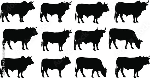 Collection of bull and cow silhouettes in various standing and grazing poses, realistic black vector set for livestock design, ranch branding, farm posters, logos, 