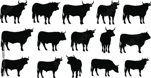 Set of black bull and cow silhouettes in standing and grazing poses, cattle livestock vector collection isolated on white background for farming, branding, logos, and stock design