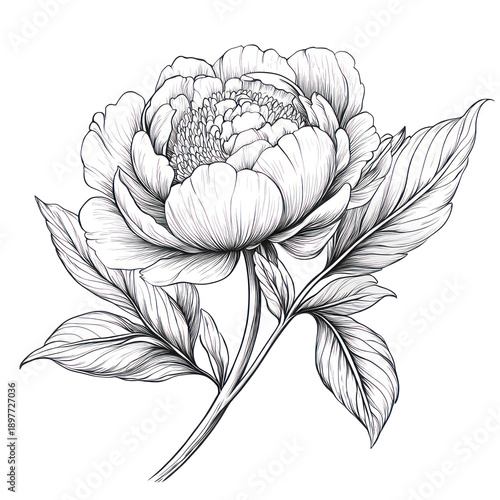 A beautiful peony flower on transparent background with leaves and stem