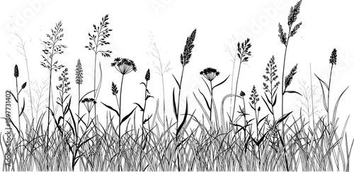 Detailed Black Silhouette Vector Illustration of Wild Grasses Meadow Flowers and Field Plants Growing in a Summer Garden for Nature and Botanical Designs