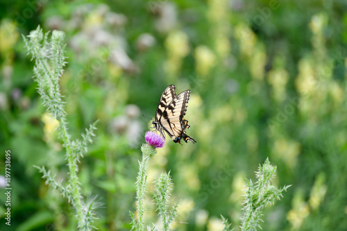 butterfly in the thistle