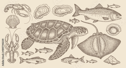 Vintage Marine Life Collection: Hand-Drawn Engravings of Sea Turtle, Stingray, Lobster, Oysters, and Fish.