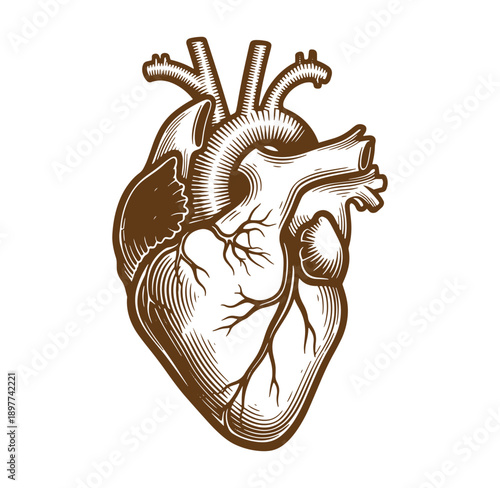 Anatomical illustration of a human heart with veins and arteries  medical concept