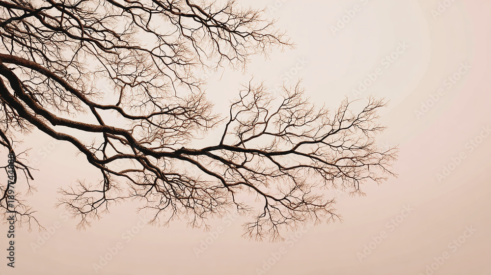 Fototapeta premium Bare tree branches against a soft background, creating a sense of natural beauty and tranquility. The branches stretch gracefully across the frame, providing an interesting contrast