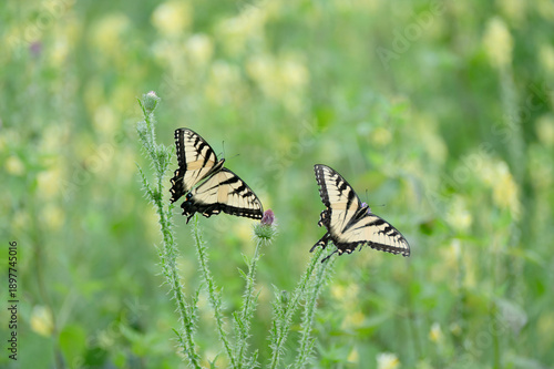 Double butterflies