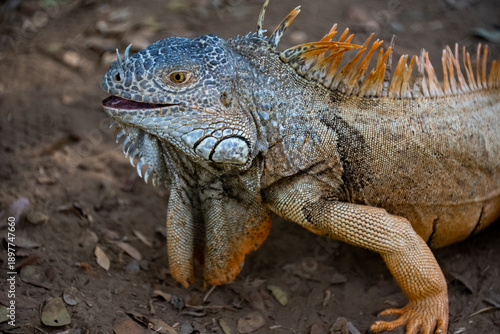 Troncones Guerrero Mèxico