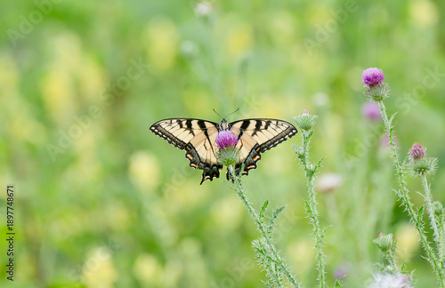Closeup swallowtail in wildflowers