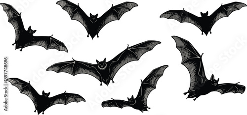 Flying bat illustrations in varied poses, black and white nocturnal animal artwork for Halloween, wildlife study, and gothic design themes