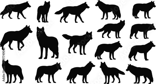 Wolf silhouette set in varied poses, black animal icons for wildlife design, predator motion study, nature illustration and behavior reference