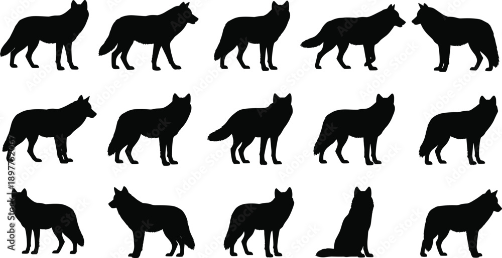 Fototapeta premium Wolf silhouette collection in various poses, black animal icons for wildlife design, nature illustration, predator motion and behavior study