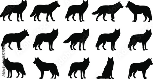 Wolf silhouette collection in various poses, black animal icons for wildlife design, nature illustration, predator motion and behavior study