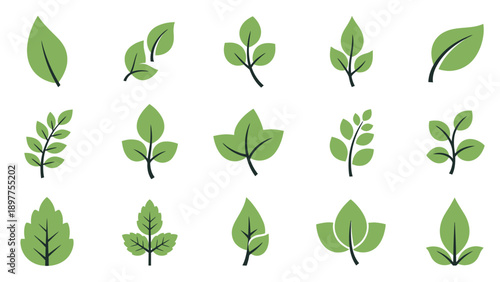Collection of various green leaf types.