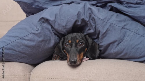 A black and tan dachshund peeks out from under a pile of pillows on a beige sofa, only her face and front paws visible in the cozy setting.