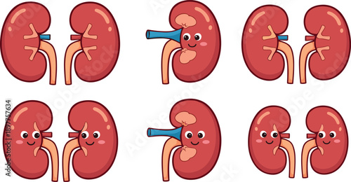 Cute Cartoon Kidney Character Set for Anatomy Education and Medical Health Vector Illustration
