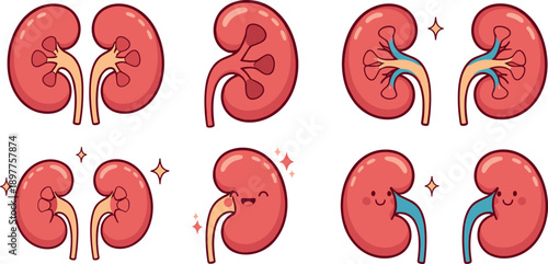 Cute Cartoon Kidney Icon Set for Anatomy Education and Medical Health Vector Illustration