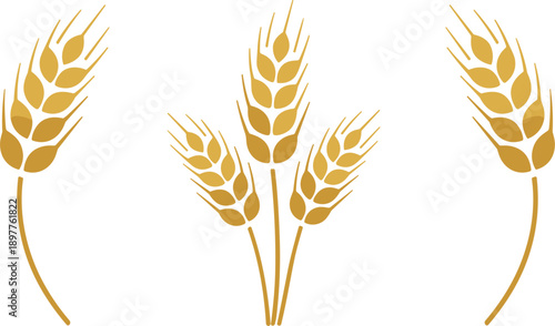 Golden wheat ears illustration set featuring agricultural grain symbols harvest farming food production natural vector design