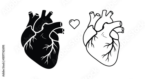 Two anatomical hearts with a heart shape black and white silhouette