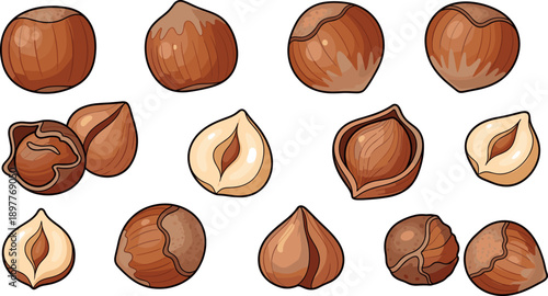 Hazelnut Set with Whole Nuts, Shelled Kernels and Cracked Shells Flat Vector Illustration