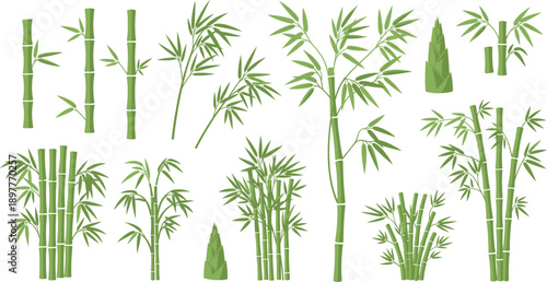 Large Bamboo Plant Vector Set with Green Stalks, Leaves and Botanical Nature Variations