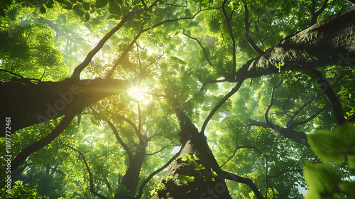 extreme low angle shot of gigantic trees rising