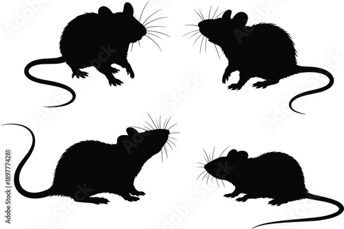 Rat silhouettes, rodent vector, animal illustration, pest control drawing, black and white art, wildlife design, rodent anatomy, cad drawing flat vector illustration