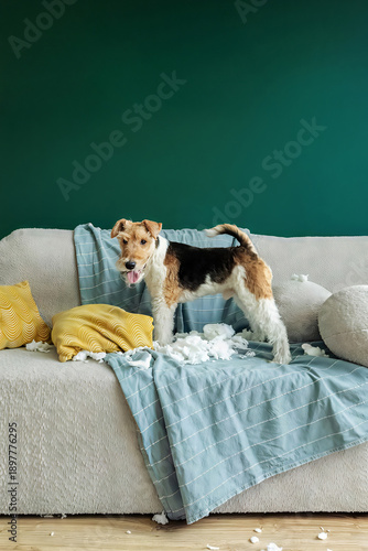 Fotografie A wire-haired fox terrier rips a pillow on the couch