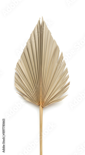 Single dried natural palm spear leaf with a long stem, isolated on a white background, showcasing its unique fan shape and textured surface.