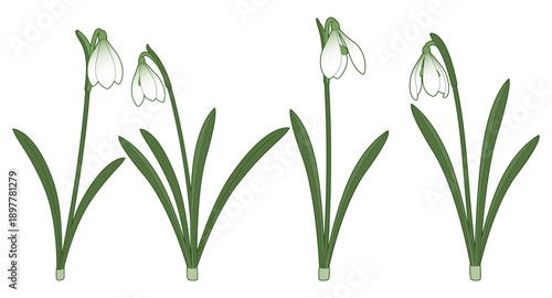 Vector illustration of snowdrop flowers isolated on a white background. Perfect for spring-themed projects, floral designs, and nature graphics.