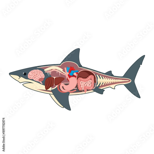 Detailed vector illustration depicting the intricate internal anatomy and organ systems of a shark, perfect for educational biological resources, scientific diagrams, and marine life studies