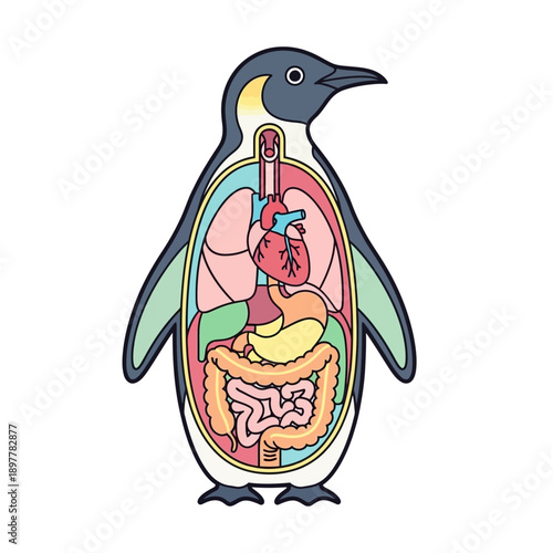 Anatomy of a Penguin A Detailed Illustration of Internal Organs and Digestive System