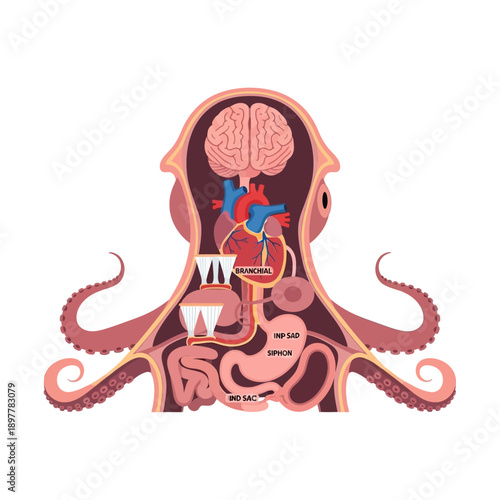 Octopus internal anatomy diagram detailing its unique three-heart circulatory system, brain, and digestive organs for scientific and educational marine biology study